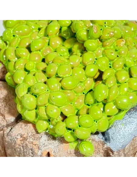 Tinozza in terracotta con uva bianca per statue da 20 cm