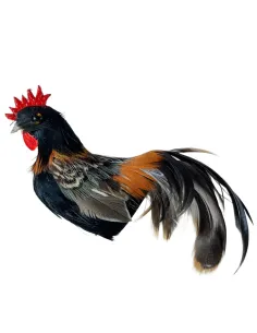 Gallo con piume vere scure per statue da 25-30 cm