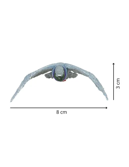 Piccione in volo per statue da 28-30 cm