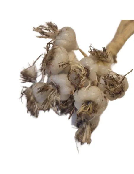 Mazzetto di aglio in cera per statue da 10-15 cm