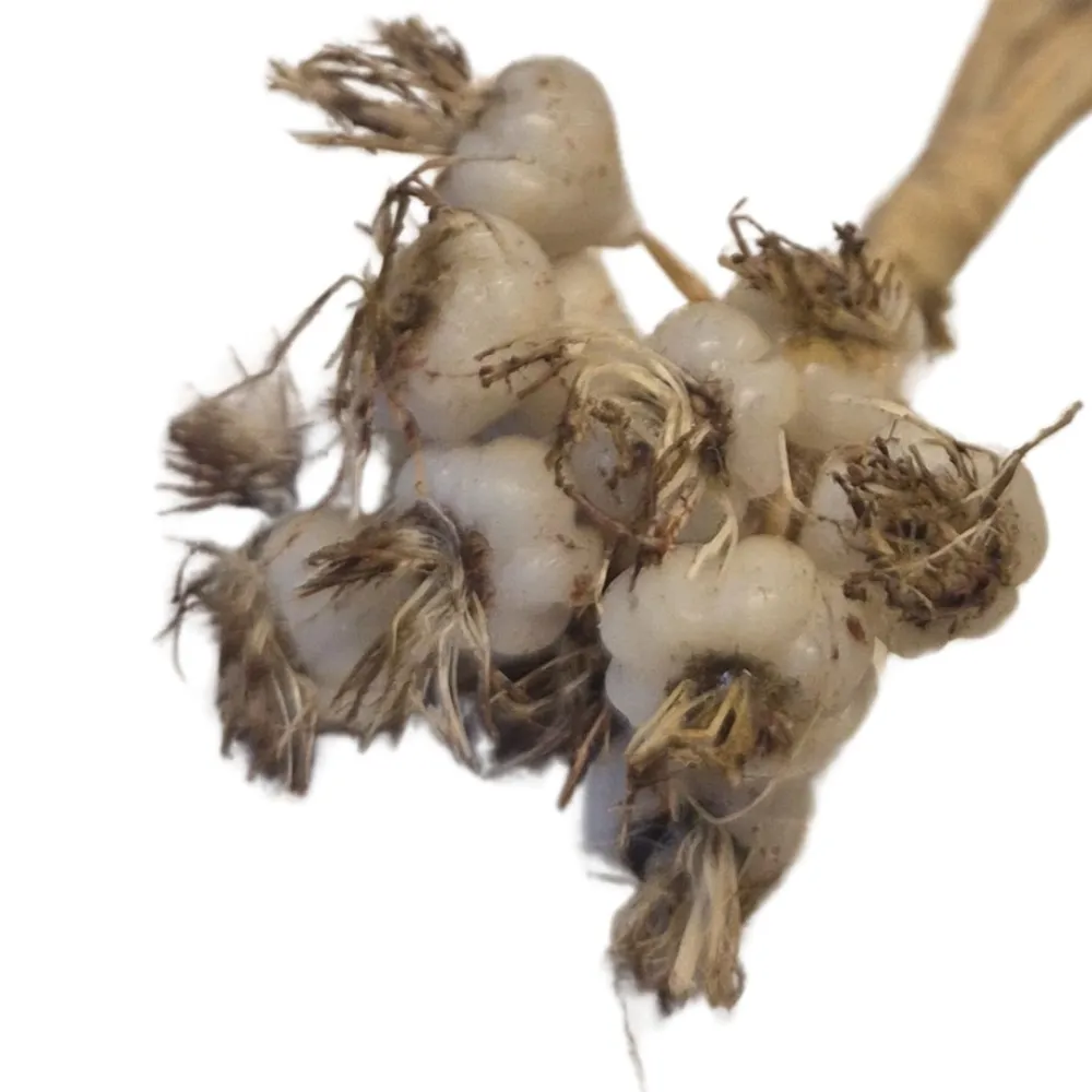 Wax Bunch of Garlic for 15–20 cm Nativity Figures