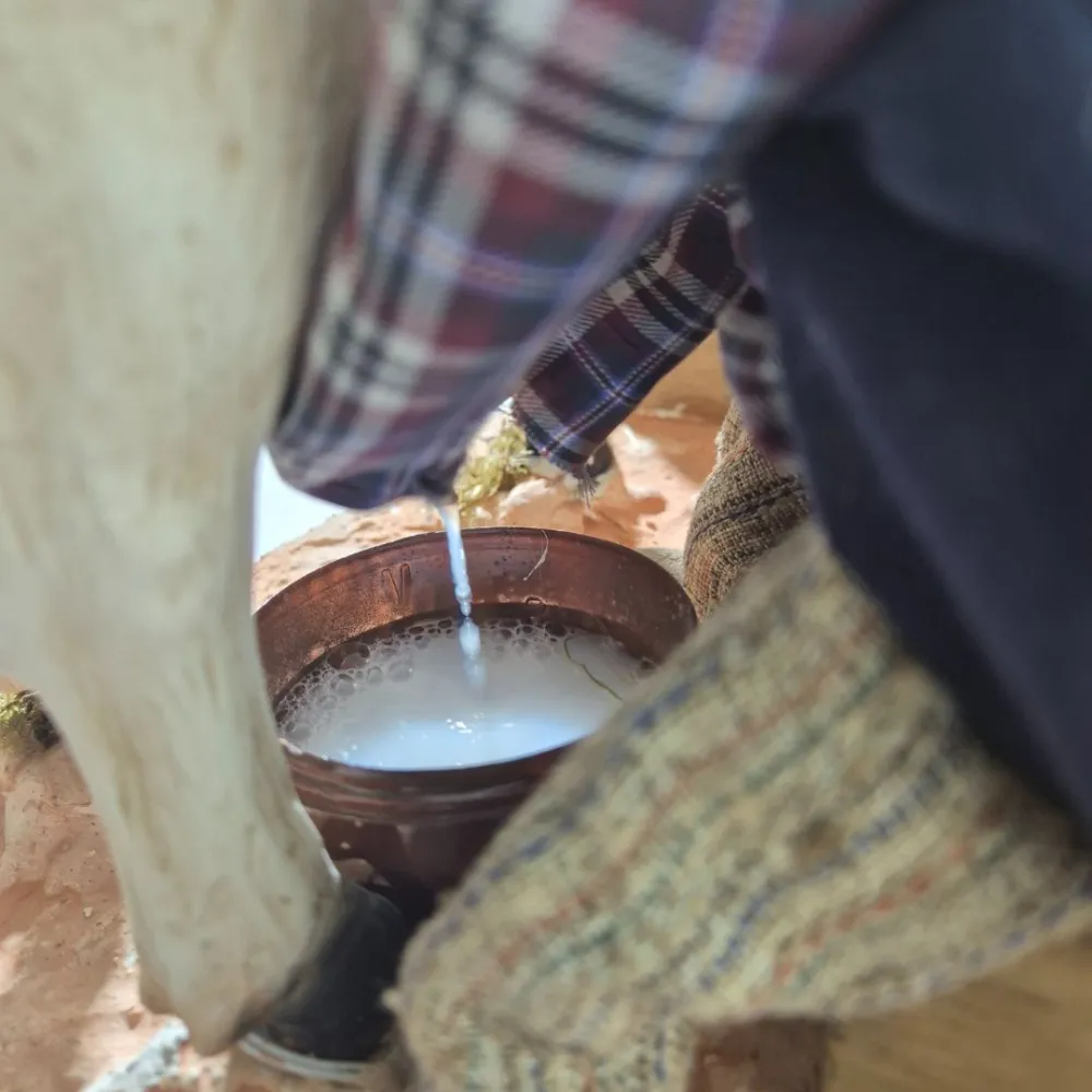 Animated Traditional Milker with White Cow - 30 cm