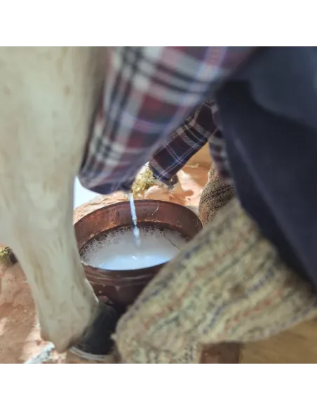 Animated Traditional Milker with White Cow - 30 cm