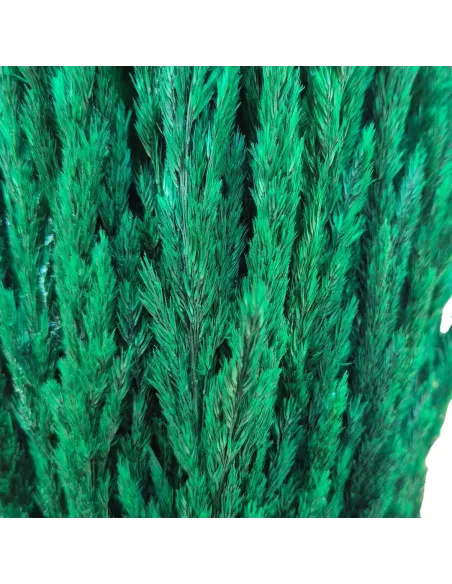 Cipresso con tronco per statue da 12-15 cm