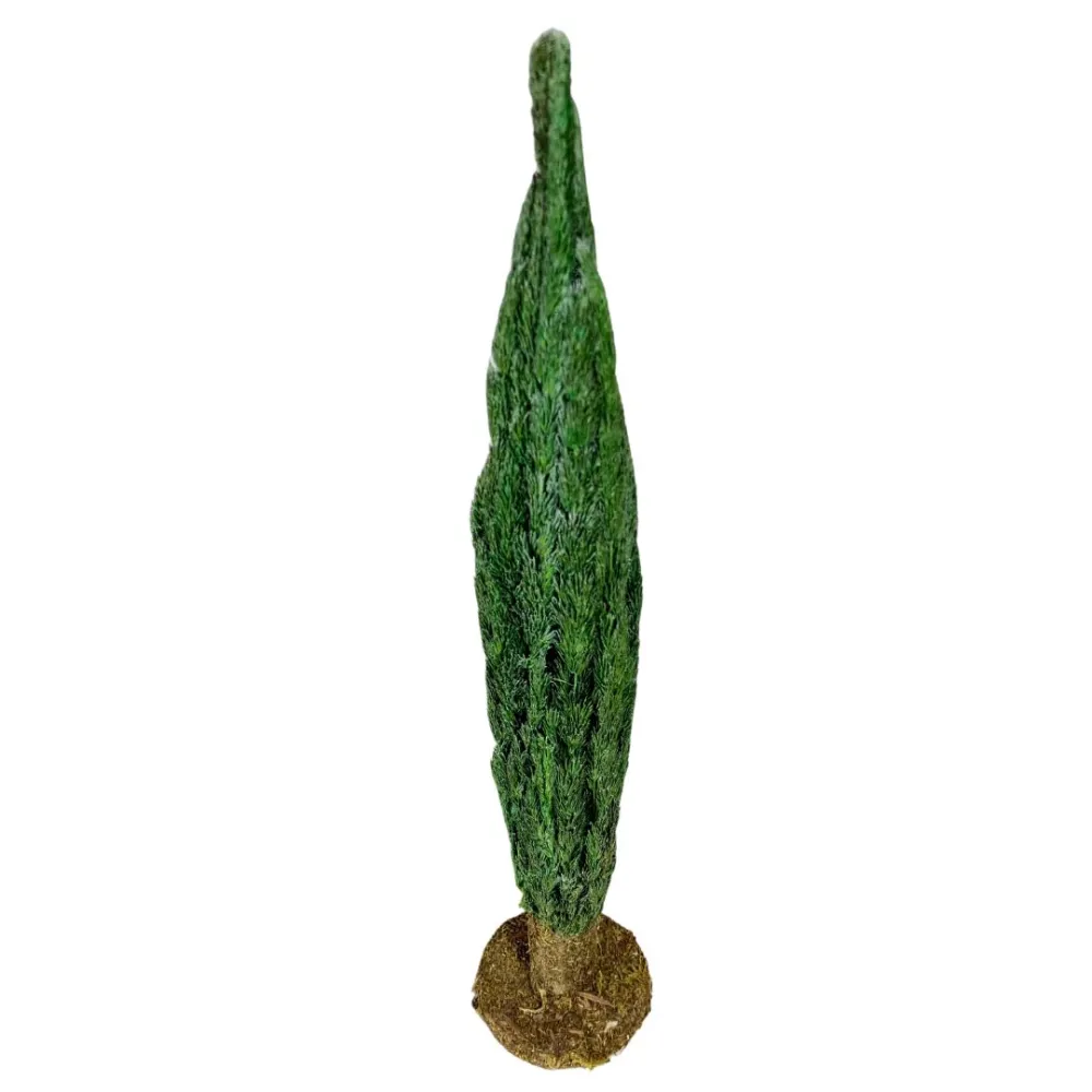 Cypress tree with trunk for 8–10 cm Nativity figures
