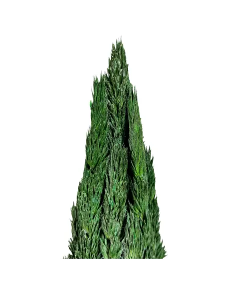 Cipresso senza tronco per statue da 8-10 cm