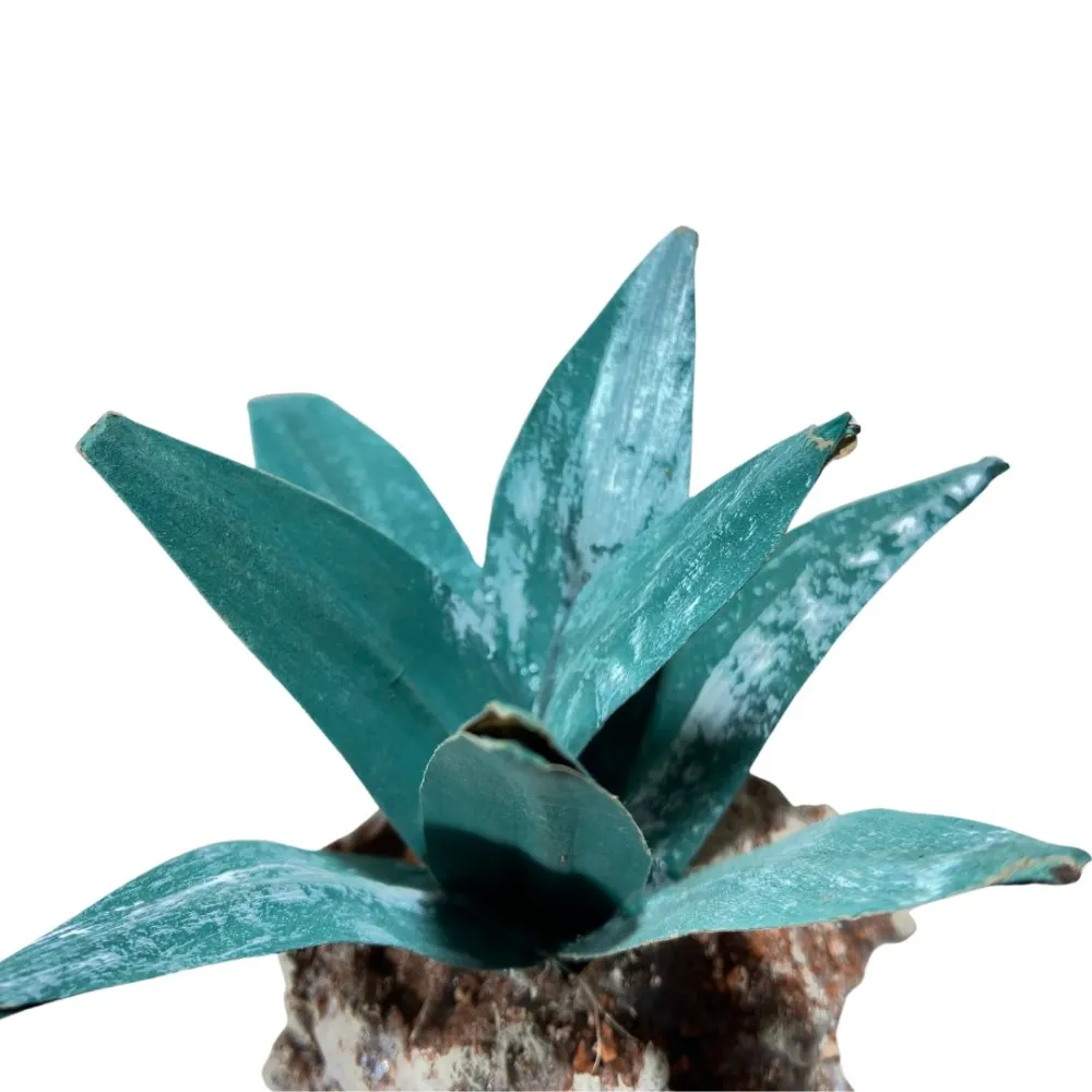 Dark green agave for 20–30 cm Nativity figures
