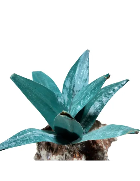 Agave verde scuro per statue da 20-30 cm