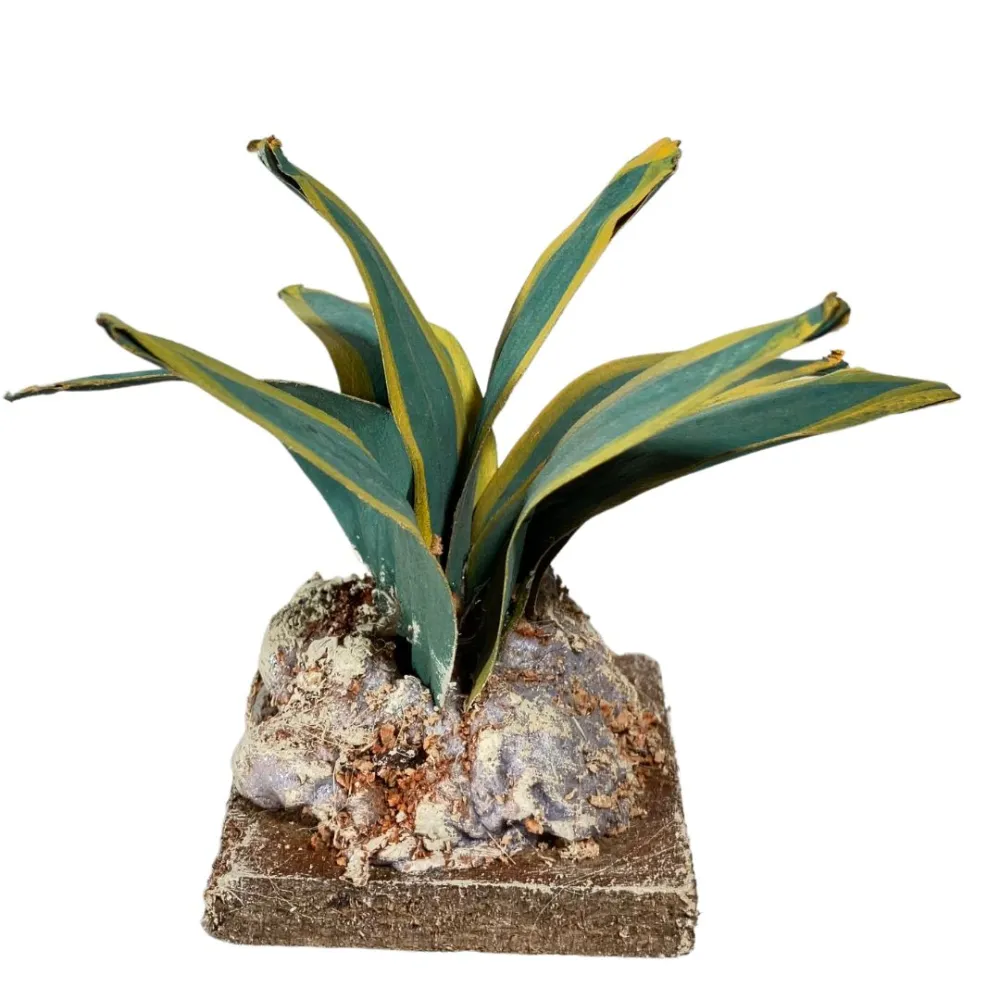 Two-tone agave for 20–30 cm Nativity figures