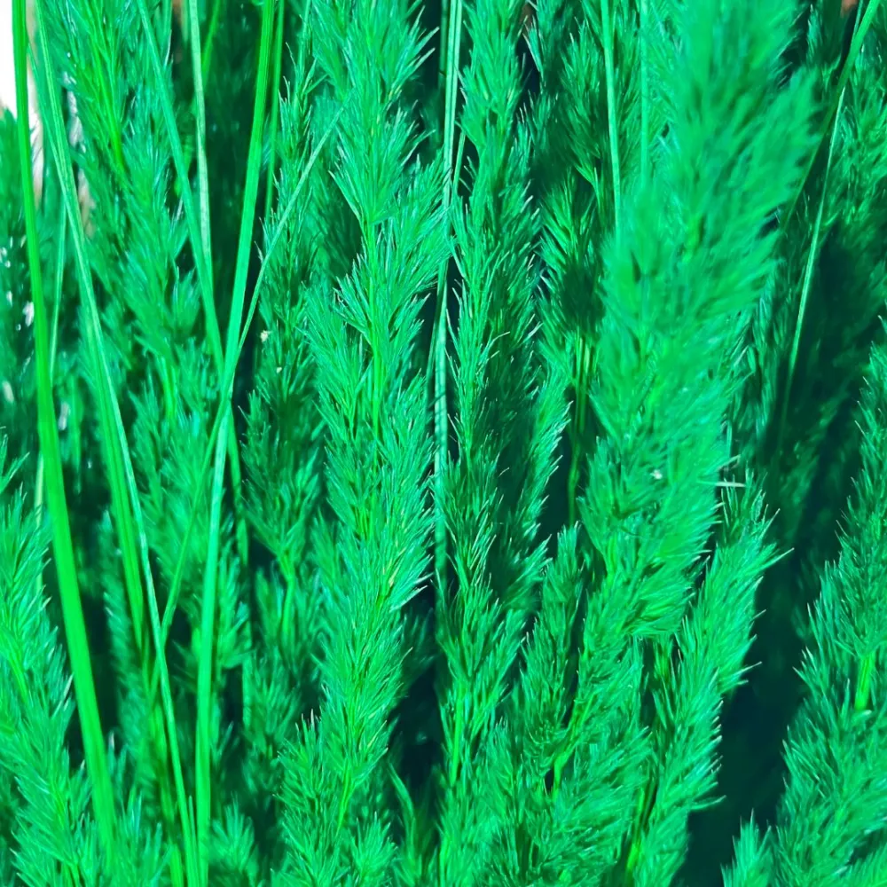 Long-stem Erba Cristina bundle