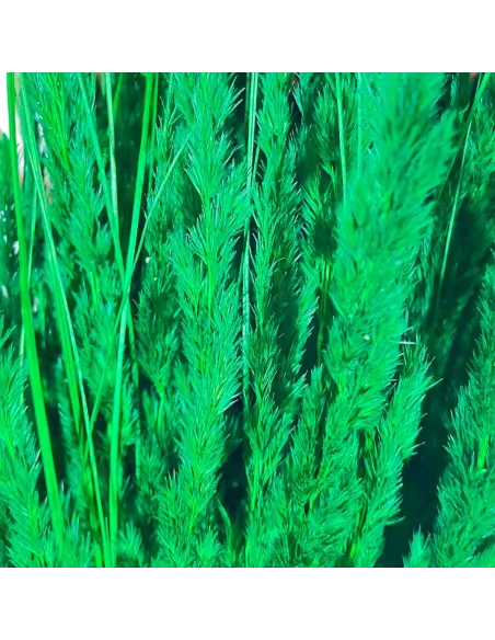 Mazzo erba cristina gambo lungo