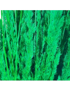 Short-stem Erba Cristina bundle 2