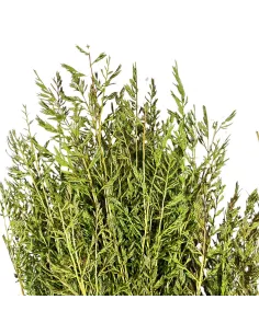 Mazzo erba cipressina 2