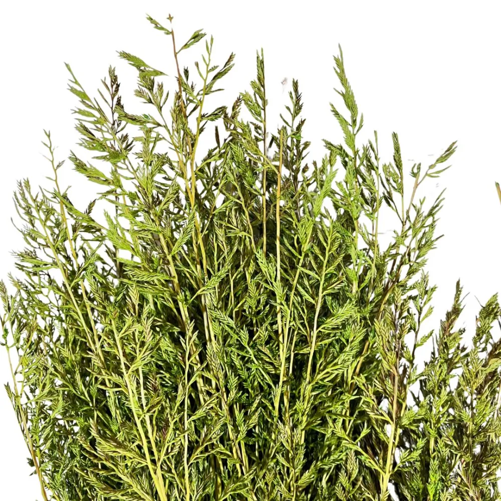 Cypress grass bundle