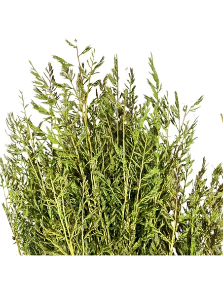 Cypress grass bundle