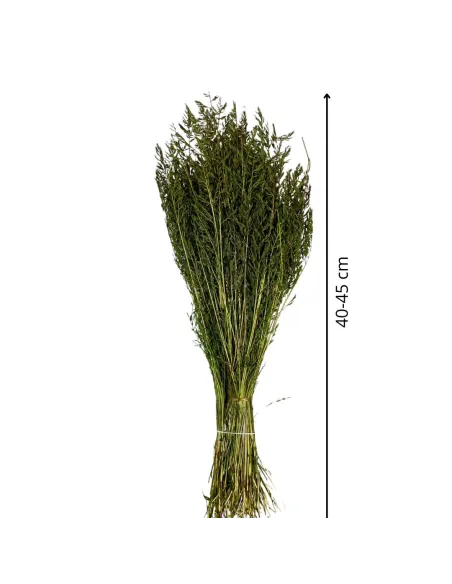 Mazzo erba cipressina