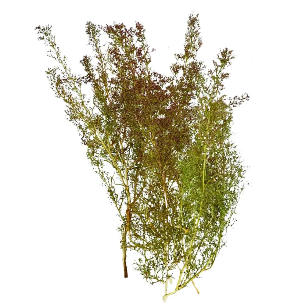 Bundle of Teloxis aristata, 10 g