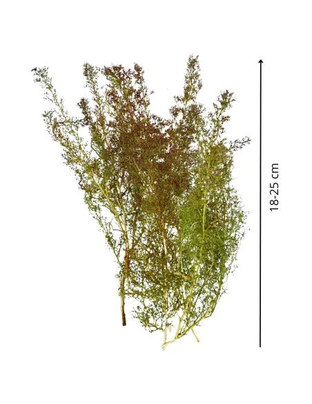 Mazzo teloxis aristata 10g