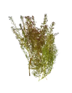 Mazzo teloxis aristata 25g