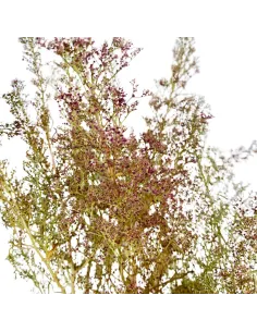 Mazzo teloxis aristata 25g 2