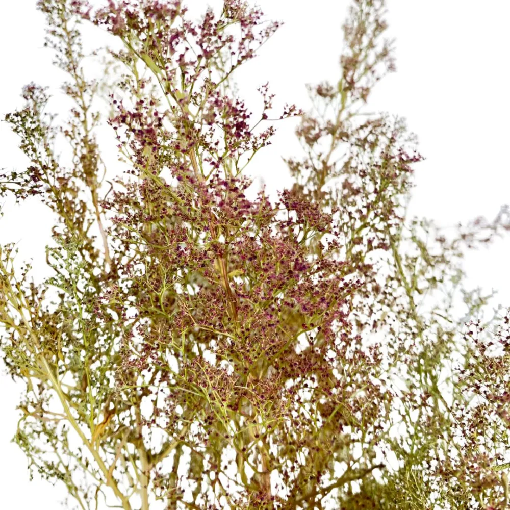 Bundle of Teloxis aristata, 25 g