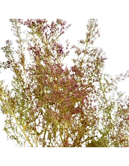 Bundle of Teloxis aristata, 25 g