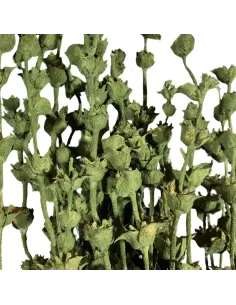 Mazzo salvia verde 110g 2