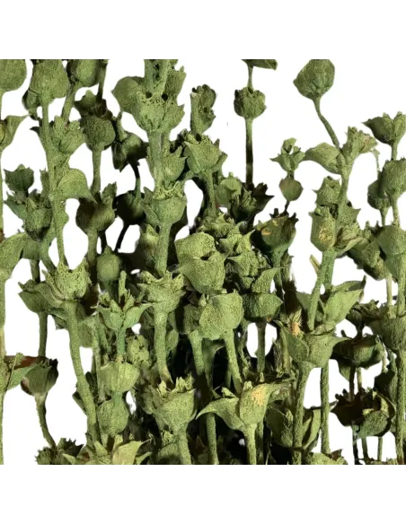 Mazzo salvia verde 110g