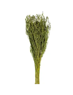 Mazzo erba rapa verde oliva 210g