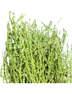 Mazzo erba rapa verde oliva 210g 2