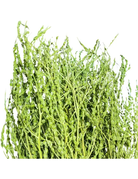 Mazzo erba rapa verde oliva 210g