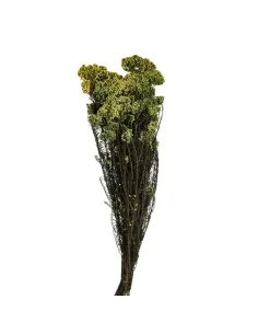 Mazzo riso - helichrysum diosmi 100g