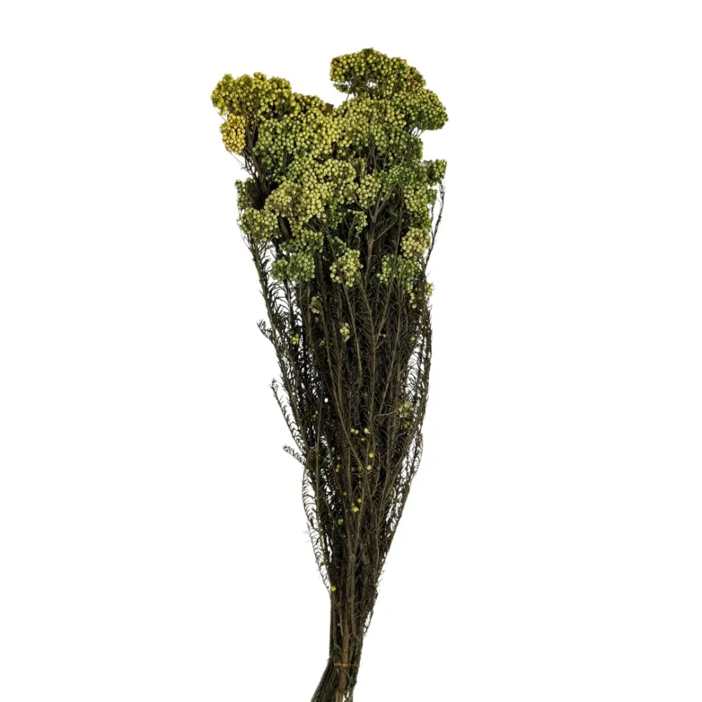 Riso (Helichrysum diosmi) bundle, 100 g