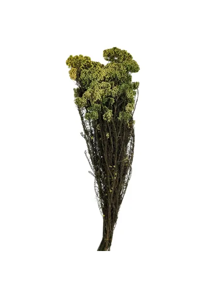 Mazzo riso - helichrysum diosmi 100g