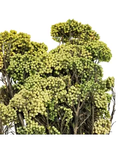 Mazzo riso - helichrysum diosmi 100g 2