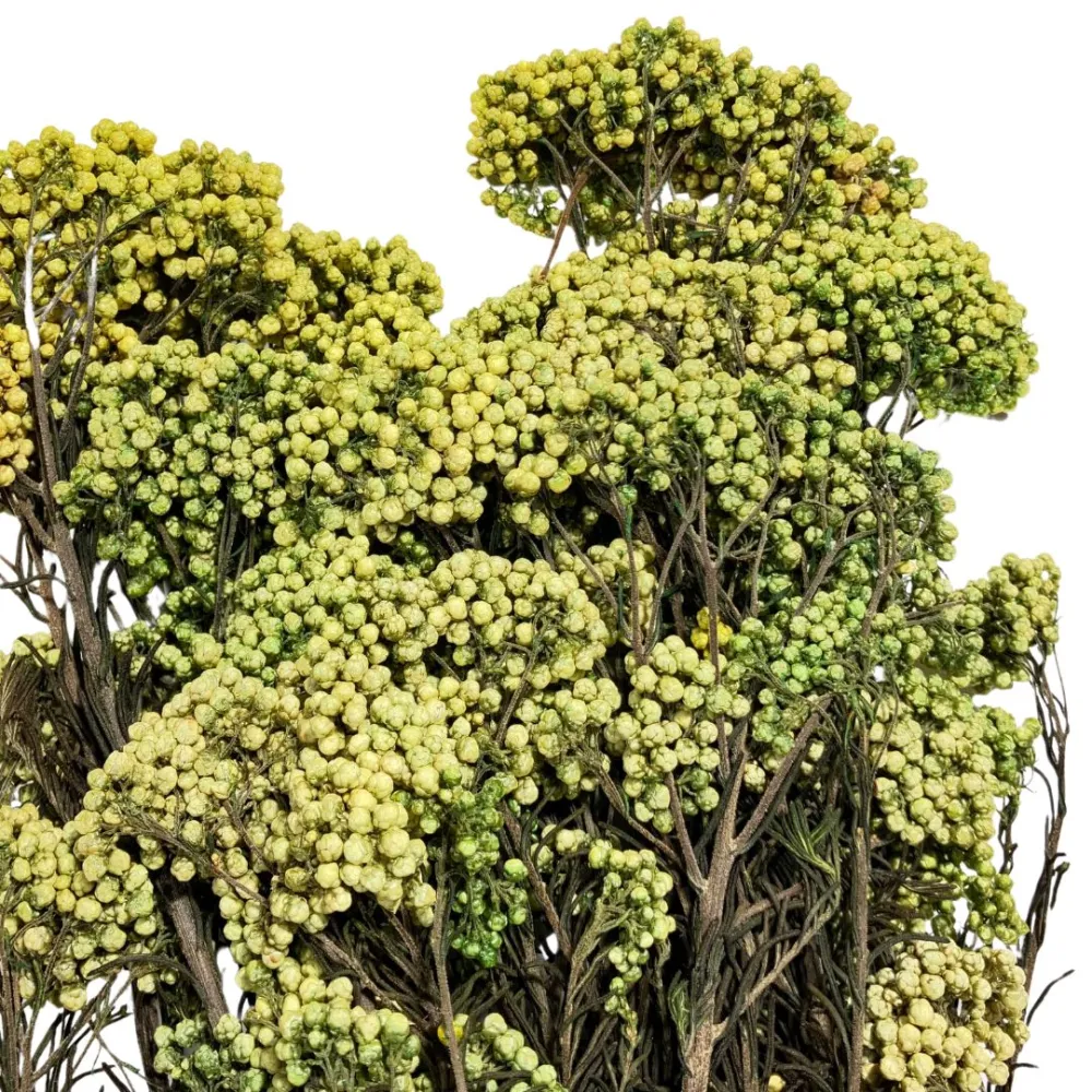 Riso (Helichrysum diosmi) bundle, 100 g