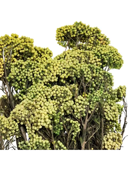 Mazzo riso - helichrysum diosmi 100g