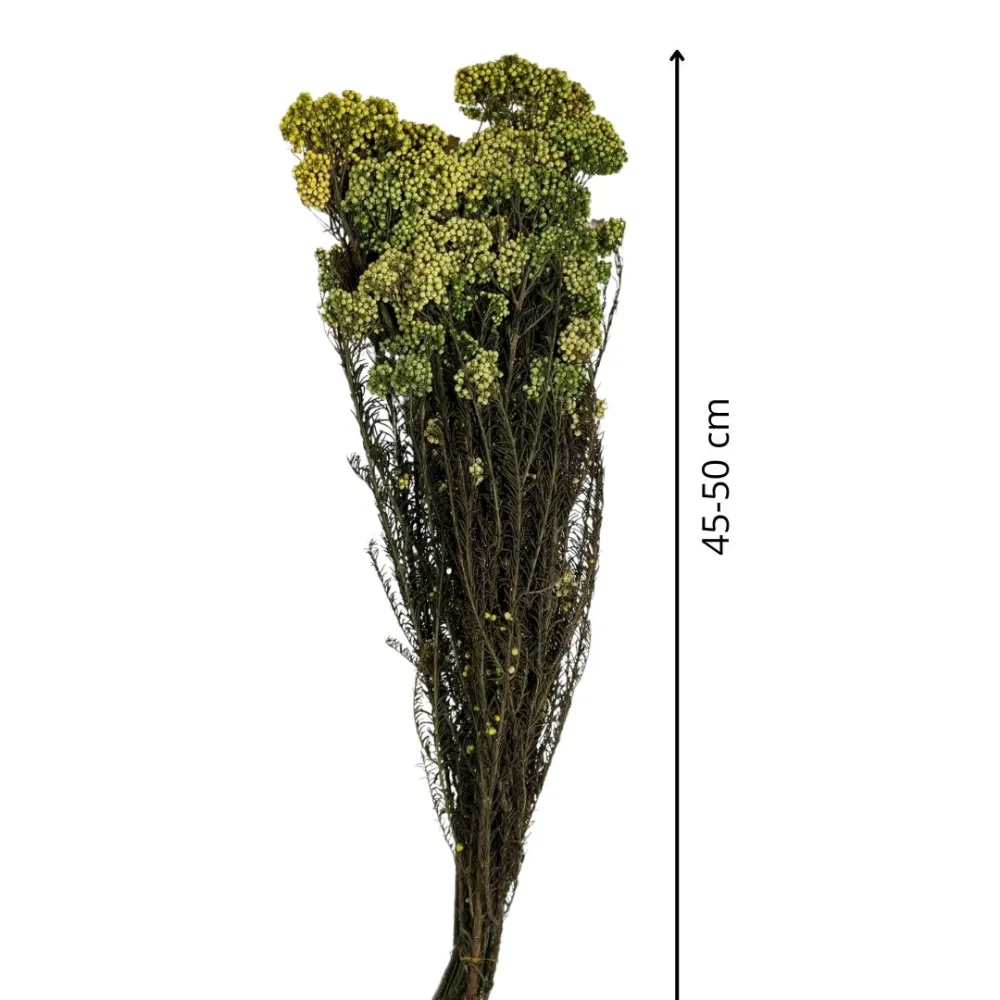 Riso (Helichrysum diosmi) bundle, 100 g