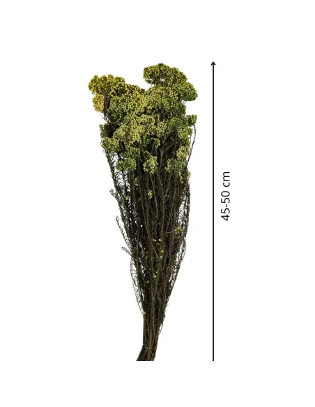 Mazzo riso - helichrysum diosmi 100g