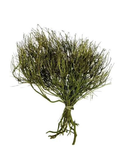 Mazzo erica colorata 50g