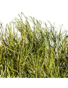 Mazzo erica colorata 50g 2