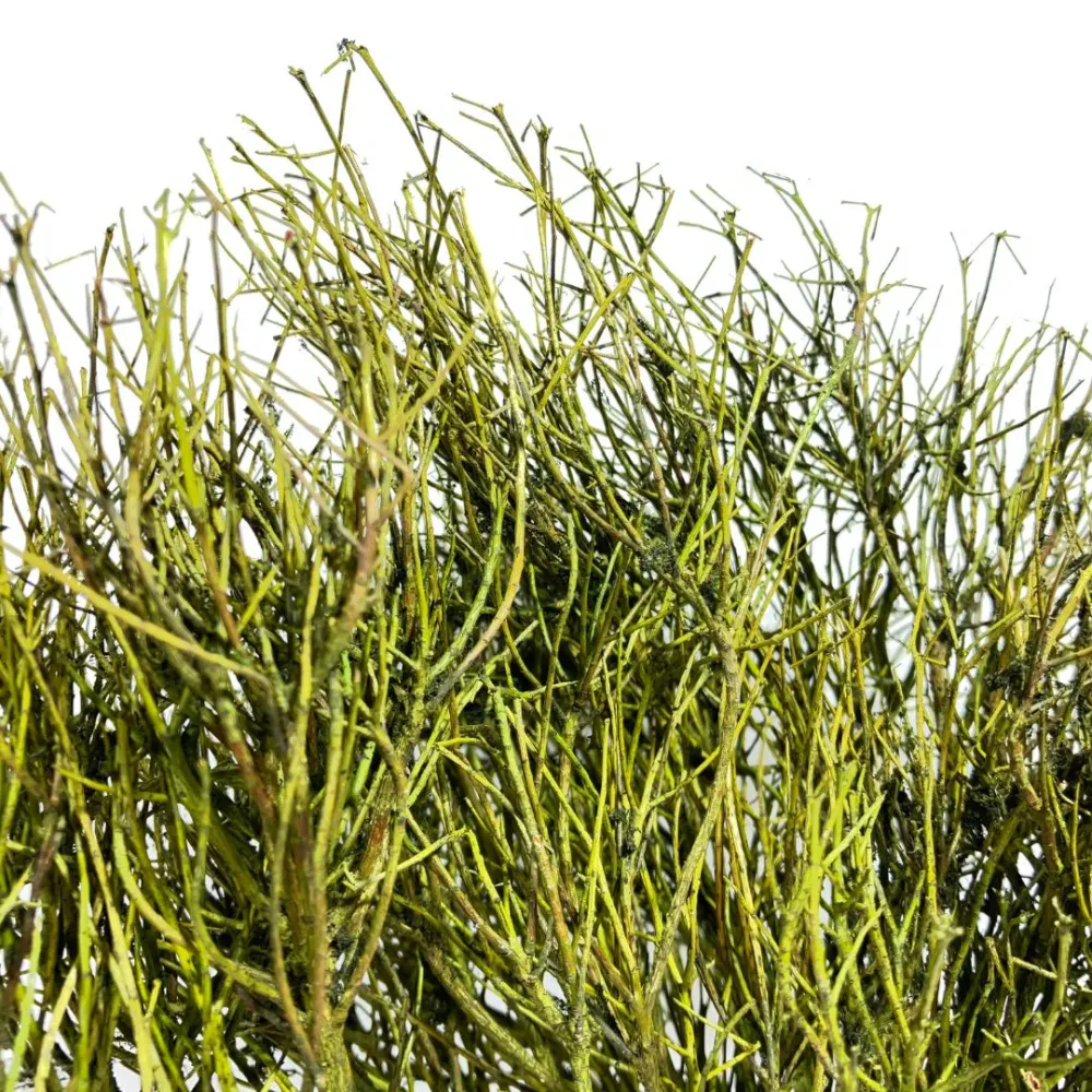 Mazzo erica colorata 50g