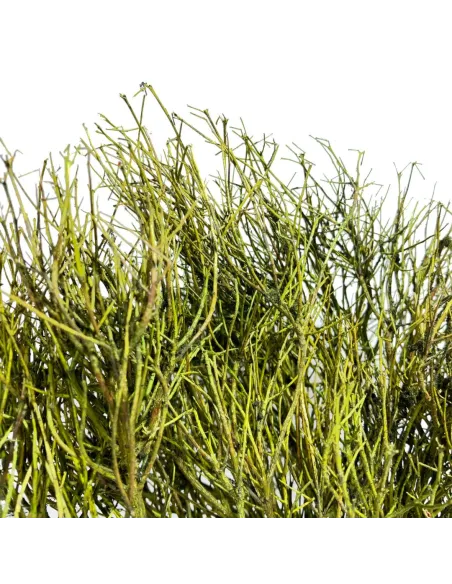 Colored heather bundle, 50 g