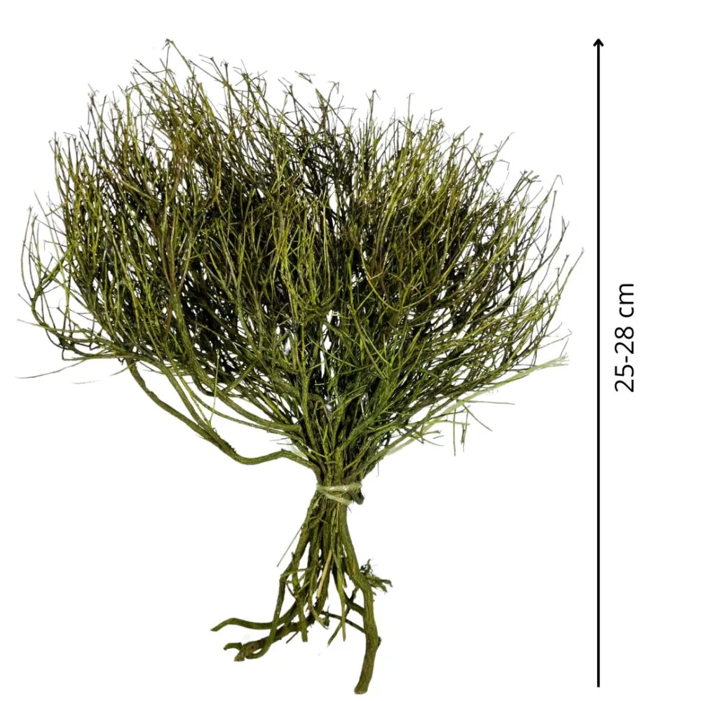 Mazzo erica colorata 50g