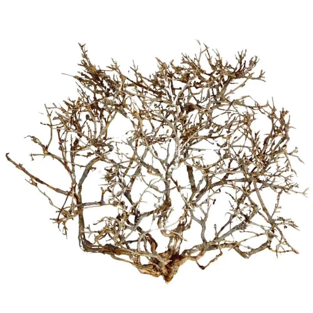 Dry tree branch, 15–20 cm tall