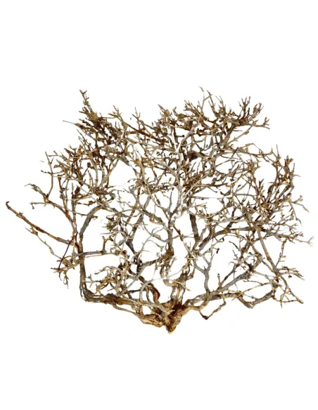 Dry tree branch, 15–20 cm tall