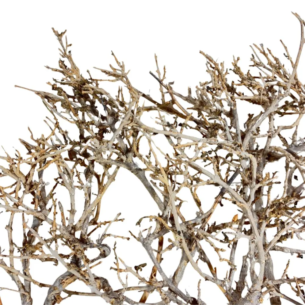 Dry tree branch, 15–20 cm tall