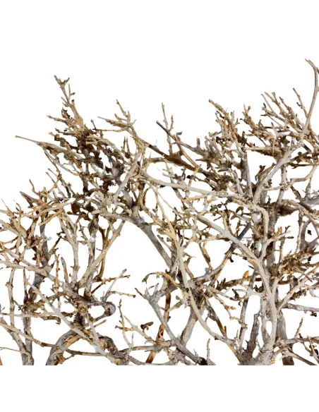 Dry tree branch, 15–20 cm tall