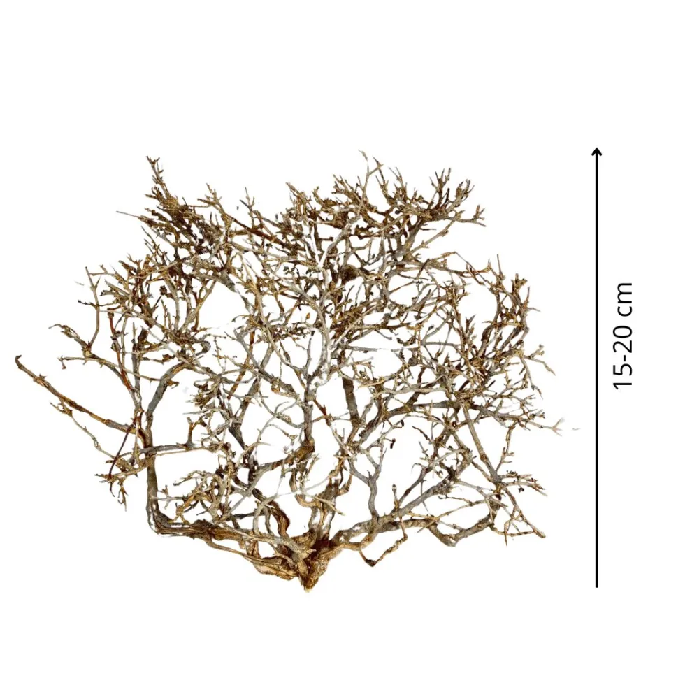 Dry tree branch, 15–20 cm tall