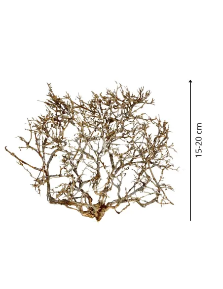 Ramo alberello dry altezza 15-20 cm